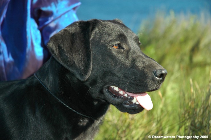 Mutt Portrait 1.jpg